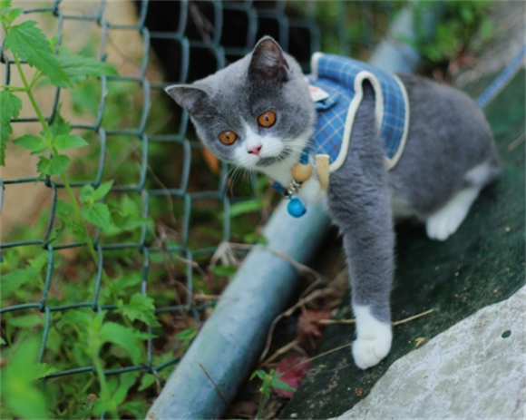 宠物猫皮肤溃烂是什么病啊