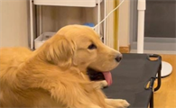 狗狗感冒咳嗽吃什么药效果好