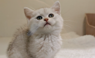 猫咪喝水量比平时增加