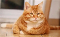 猫着凉后眼睛分泌物增多正常吗