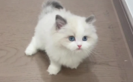 猫泌尿道高血钾