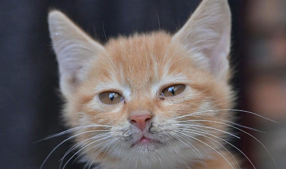 大猫为何怕新来的小猫 大猫为何怕新来的小猫