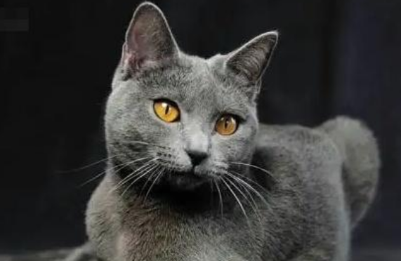猫泪腺分泌过多会影响视力吗
