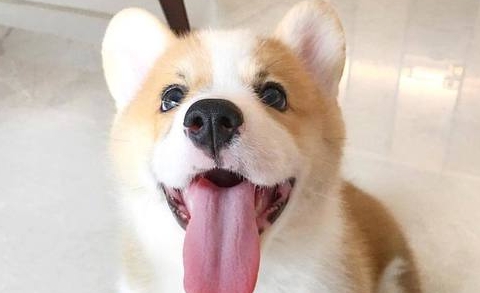 狗狗吐舌头是开心的表现吗