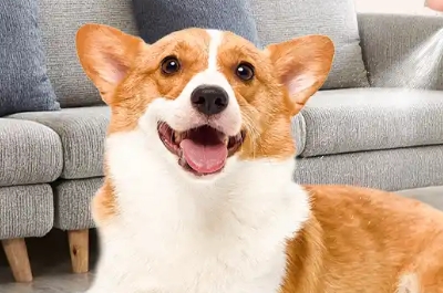 狗狗驱虫多久能排出虫子