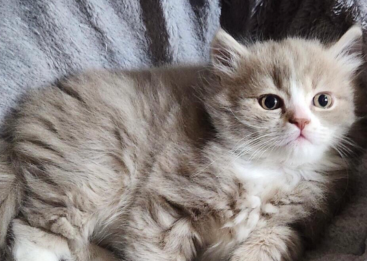 给猫吃啥通便效果好 给猫吃啥通便效果好