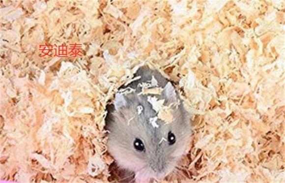 安迪泰仓鼠木屑有异味吗 安迪泰仓鼠木屑有异味吗