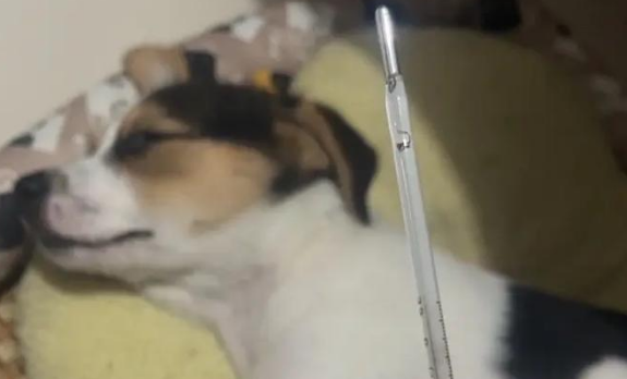 20天的奶狗感冒一直消瘦怎么办