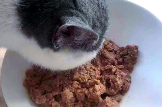 开饭乐鲜肉小方:肠胃敏感猫咪的“救星美食” 开饭乐鲜肉小方:肠胃敏感猫咪的“救星美食”