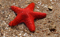 海星能吃的部位