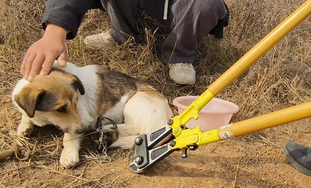 “汪汪队” 遭遇野猪夹：消防紧急救援