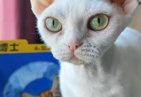 德文吃什么牌子的猫粮?猫博士美毛款实测:30天焕发光泽! 德文吃什么牌子的猫粮?猫博士美毛款实测:30天焕发光泽!