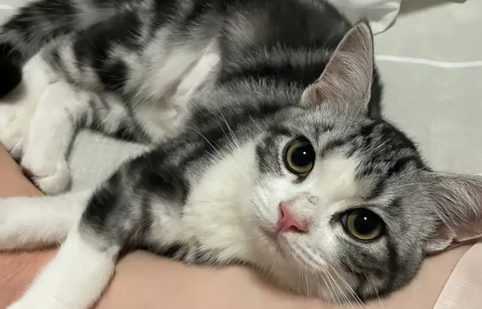 猫咪咬舌头是什么情况