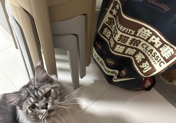 倍内菲猫粮——给猫咪最健康的选择，主人更放心！