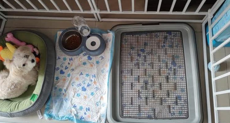 哪些品牌狗厕所比较好？可折叠的爱丽思狗厕所，更方便！