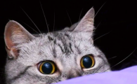 猫饿一两天会不会有影响