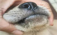狗狗胡须变黄怎么清洁