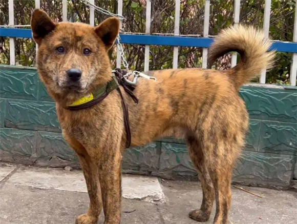 为何“虎斑犬”逐渐退出狗狗圈? 为何“虎斑犬”逐渐退出狗狗圈?