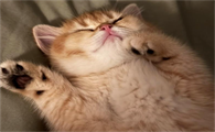 猫吸吮线虫病的症状