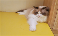 猫咪行为反常怎么回事