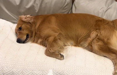 主人拿出洗耳液,狗子很自觉的躺在沙发上,并把耳朵翻过来 主人拿出洗耳液,狗子很自觉的躺在沙发上,并把耳朵翻过来