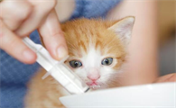 猫咪健康时有哪些表现