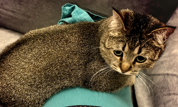 毛色与性格的对比:中华雀猫与狸花猫究竟有何异同?-宠物网