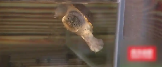 闲鱼交易一只乌龟后,看到买家发来的东西,卖家急忙报警 闲鱼交易一只乌龟后,看到买家发来的东西,卖家急忙报警