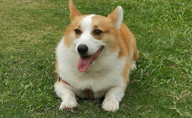 愤怒!宠物被恶意投毒,谁来守护毛孩子的安全? 愤怒!宠物被恶意投毒,谁来守护毛孩子的安全?