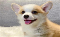 幼犬每天喂食次数和量怎么定