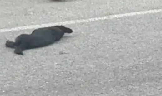 小狗遭遇车祸死去,一群孩子将它转移路边挖坑埋了 小狗遭遇车祸死去,一群孩子将它转移路边挖坑埋了