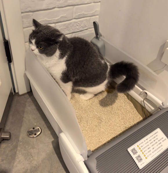 好用的猫砂盆品牌有哪些？魔铲全自动猫砂盆实测真方便