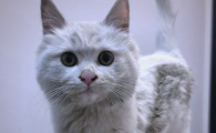 猫黄疸怎么办