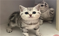 猫体型小容易难产吗