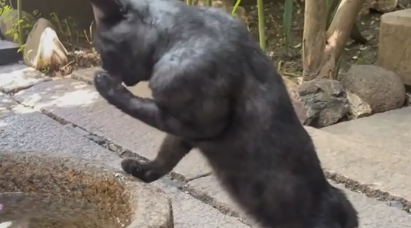 女子偶遇一身腱子肉的猫咪。网友:健身卡办哪家的? 女子偶遇一身腱子肉的猫咪。网友:健身卡办哪家的?