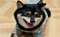 狗膀胱尿道结石会不会一直复发