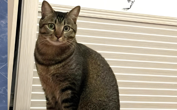 中华神猫“雀猫”:优秀之处一览无余!-宠物网
