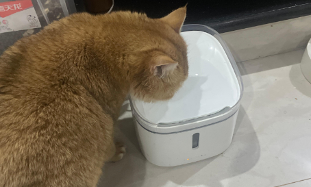 小猫喝水多正常吗 小猫喝水多正常吗