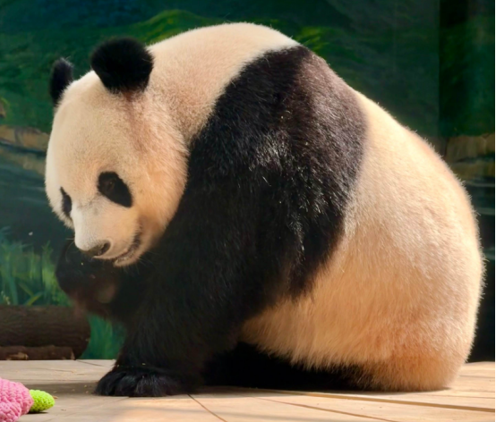 贴秋膘晒背华蓥山大熊猫约上了立秋“养生局”