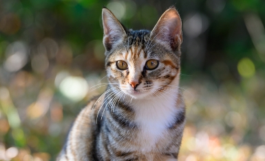 猫咪贫血会自愈吗 猫咪贫血会自愈吗