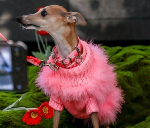 MMCHOKK牵引绳:环保材质与安全设计,守护每一次户外同行 MMCHOKK牵引绳:环保材质与安全设计,守护每一次户外同行