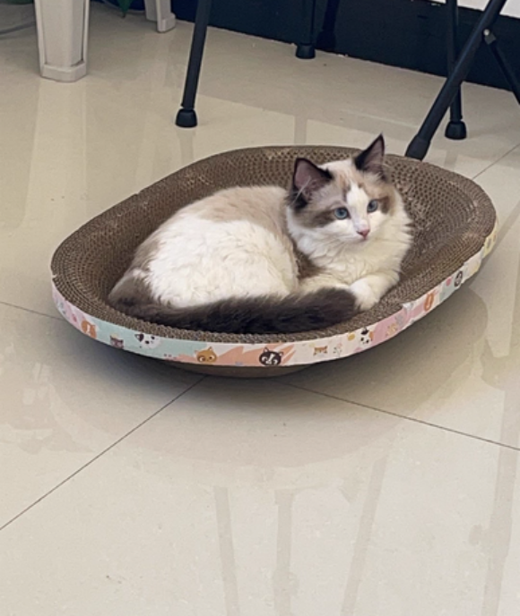 布偶最适合的猫粮如何选?冠能室内猫粮凭4大优势成家长首选 布偶最适合的猫粮如何选?冠能室内猫粮凭4大优势成家长首选