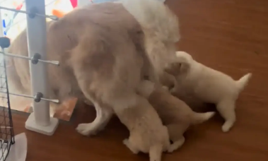 狗妈妈下楼梯,小奶狗跟的太紧,通通滚下楼梯 狗妈妈下楼梯,小奶狗跟的太紧,通通滚下楼梯