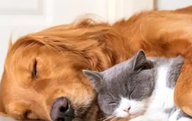 宠物经济洞察:05后交易用户数增长92%,“宠物保险”受青睐 宠物经济洞察:05后交易用户数增长92%,“宠物保险”受青睐