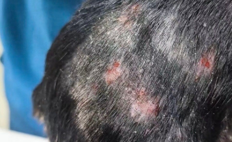 狗狗身上有螨虫好治吗 狗狗身上有螨虫好治吗
