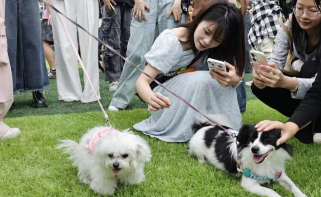 青岛肆喜顽恣宠物嘉年华:七千平海滨萌宠盛会 青岛肆喜顽恣宠物嘉年华:七千平海滨萌宠盛会