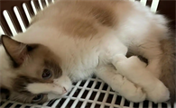 猫嘴巴周围囊毛炎症怎么处理