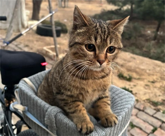 宠物猫腹水是什么症状严重吗