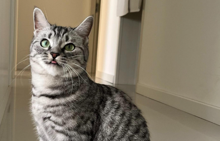 宠物猫身上有细菌吗 宠物猫身上有细菌吗