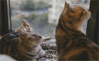 猫咪尿道堵塞解决办法是啥